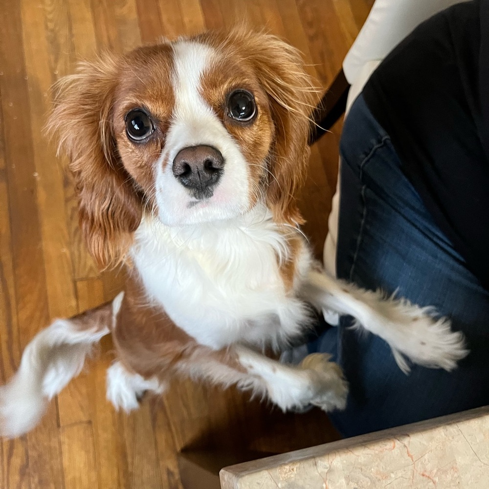 Meet your Posher, Lina